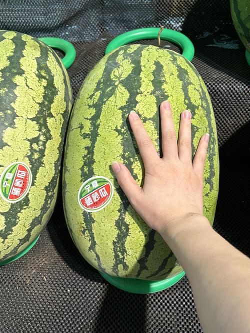 这西瓜品种是什么？-图2