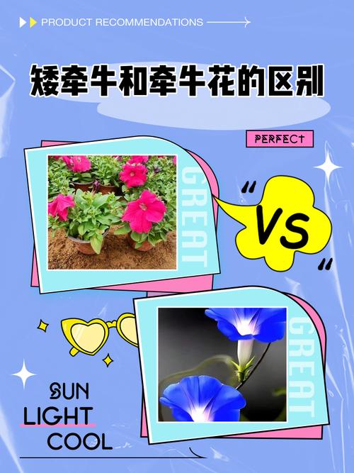 矮牵牛有哪些常见品种？-图2