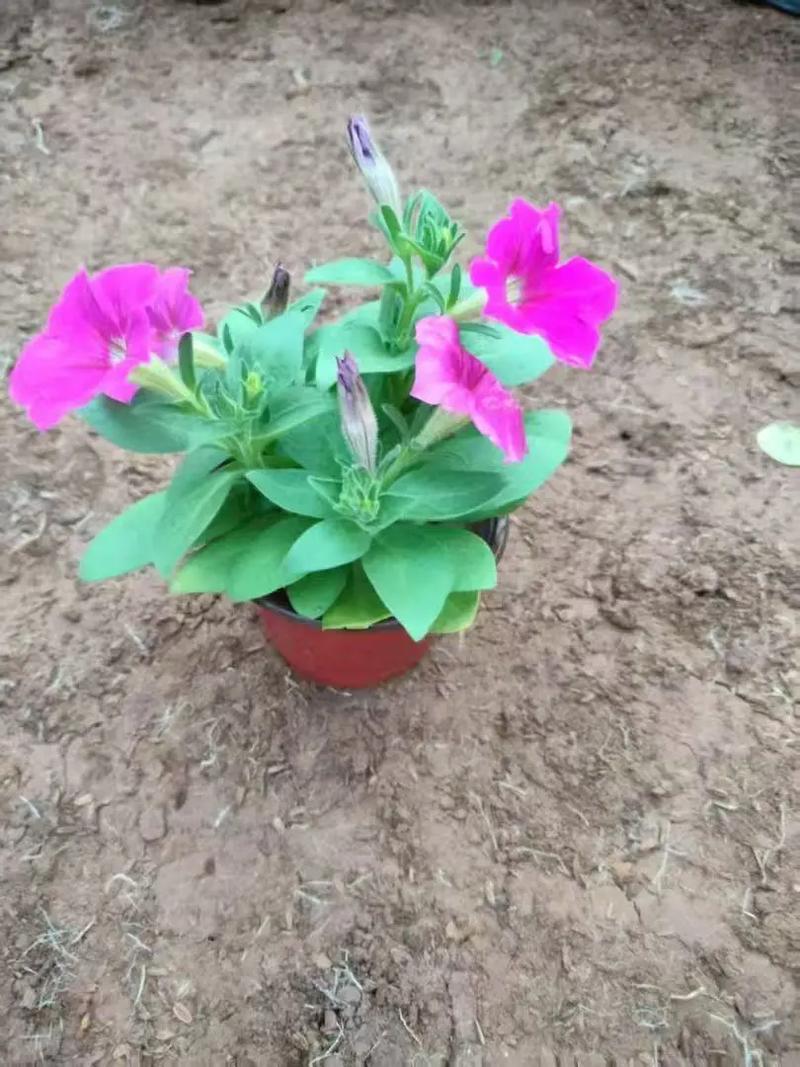 矮牵牛有哪些常见品种？-图3