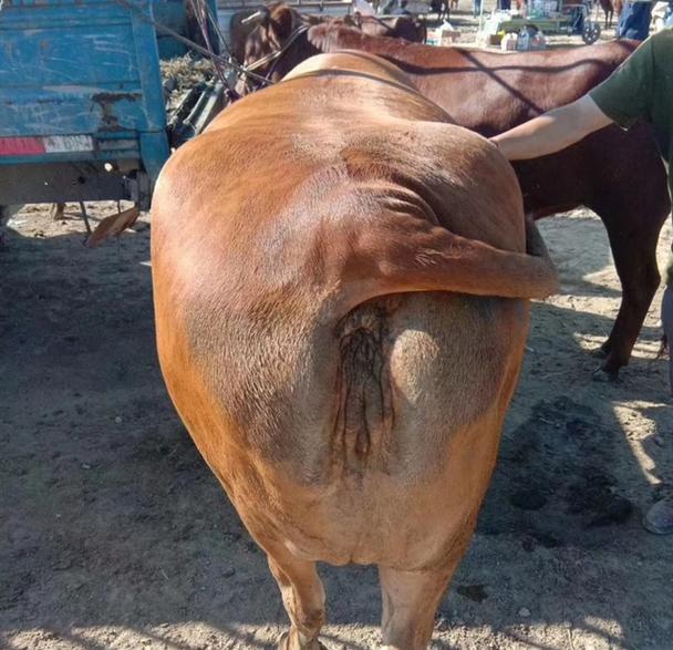 养牛技术视频全集，如何系统学习掌握？-图1