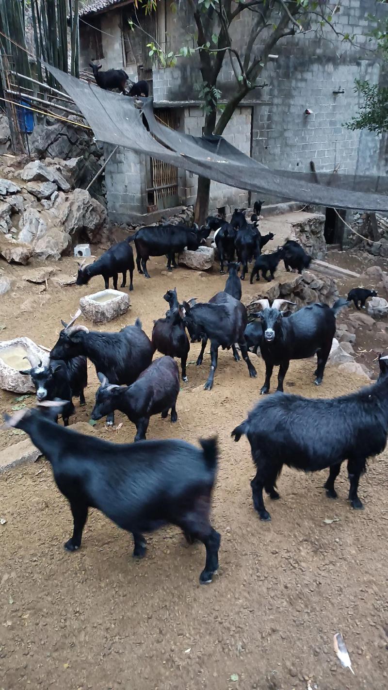 放养山羊技术视频大全-图1