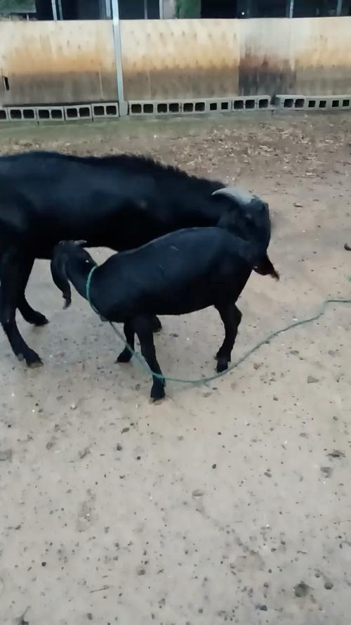 放养山羊技术视频大全-图2