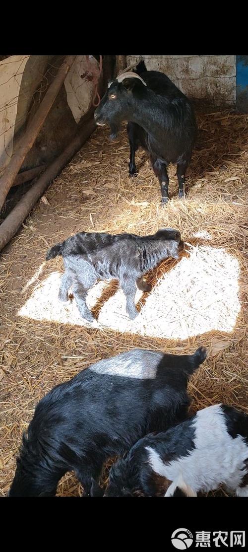 放养山羊技术视频大全-图3