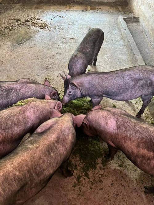 发酵养猪技术图片，如何高效种草？-图3