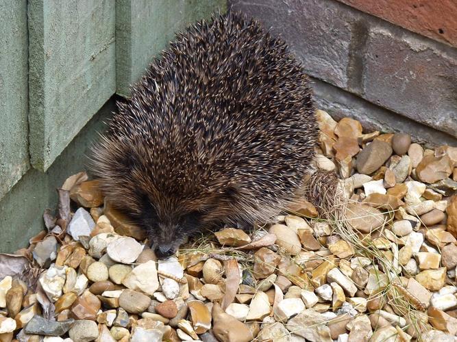 刺猬养殖技术有哪些关键要点？-图2