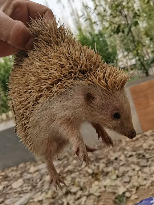 刺猬养殖技术有哪些关键要点？-图3