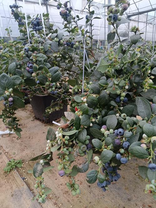 盆栽蓝莓怎么管理？视频教你技巧！-图1