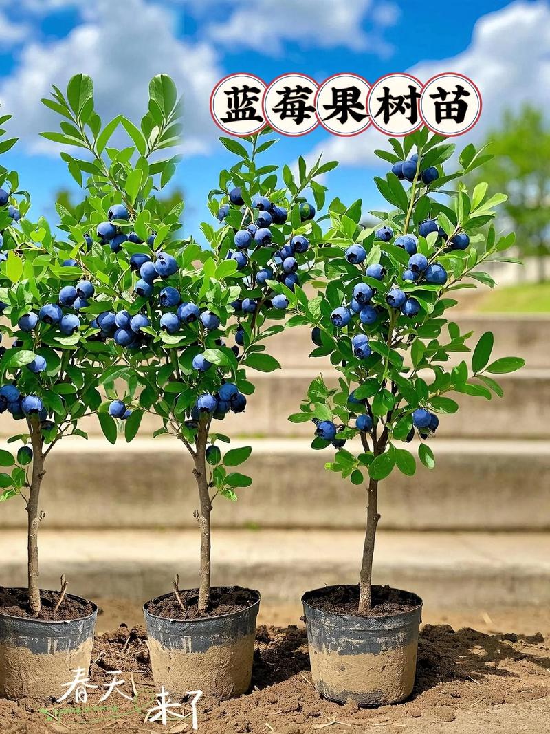 盆栽蓝莓怎么管理？视频教你技巧！-图2