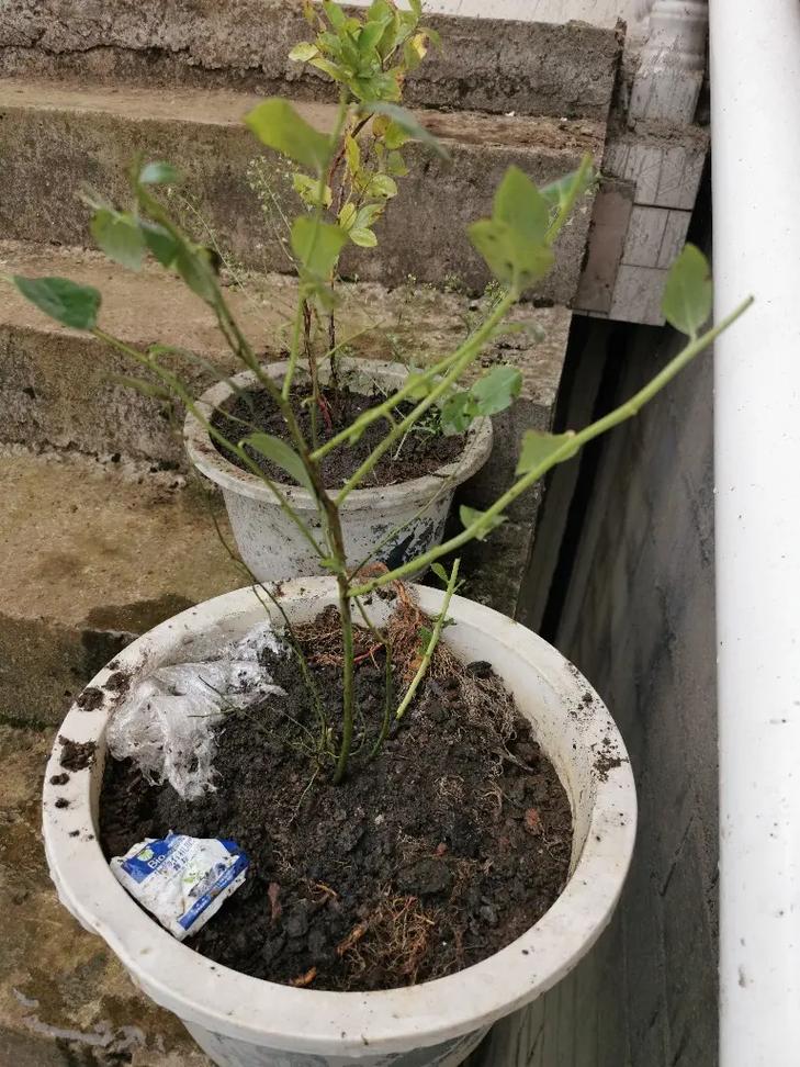 盆栽蓝莓怎么管理？视频教你技巧！-图3
