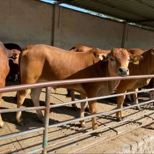 吉林改良黄牛养殖技术-图2