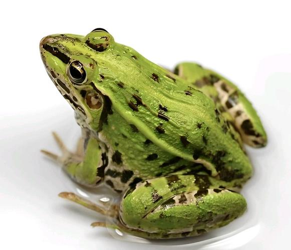 青蛙养殖技术真的成熟了吗？-图3