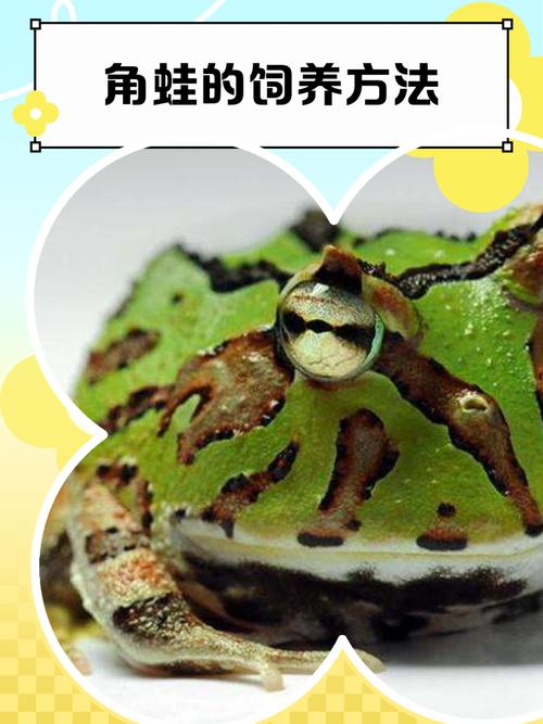 青蛙养殖技术真的成熟了吗？-图2