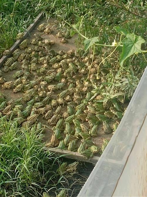 青蛙养殖技术真的成熟了吗？-图1