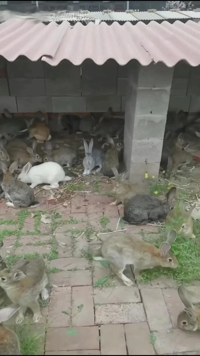 野兔杂交野兔养殖技术-图1