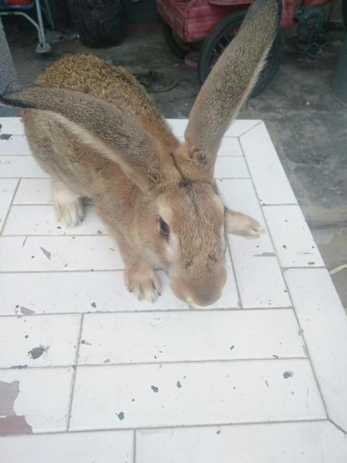 野兔杂交野兔养殖技术-图3