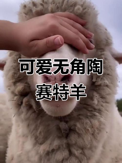 陶赛特羊品种有哪些？看图识别全吗？-图1