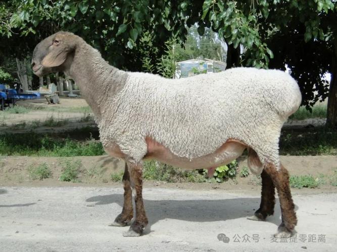 陶赛特羊品种有哪些？看图识别全吗？-图3