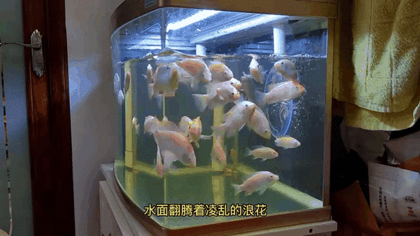 罗非鱼鱼缸养殖技术有哪些关键要点？-图1