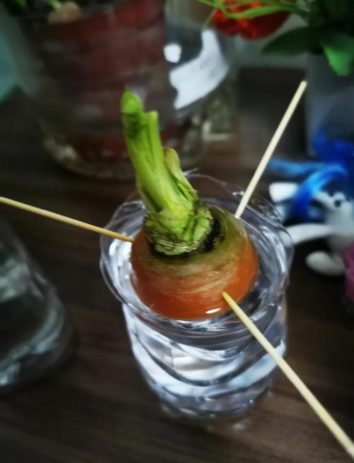 红心萝卜怎么种？高产技术有哪些？-图1