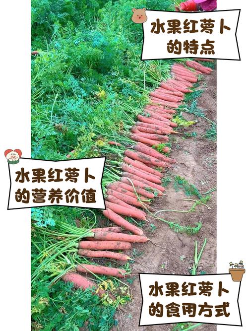 红心萝卜怎么种？高产技术有哪些？-图2