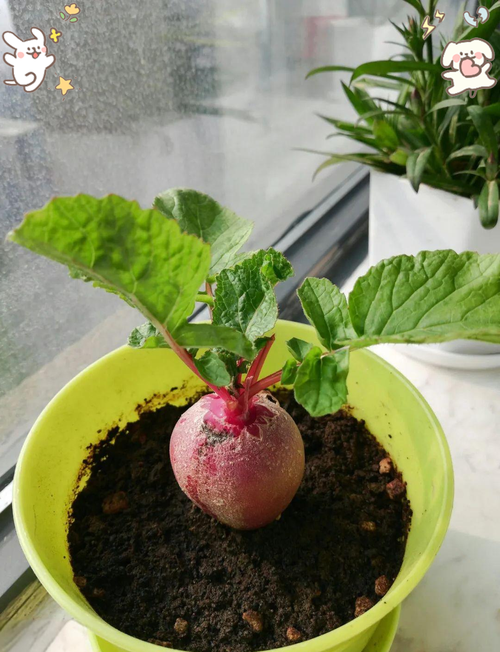 红心萝卜怎么种？高产技术有哪些？-图3