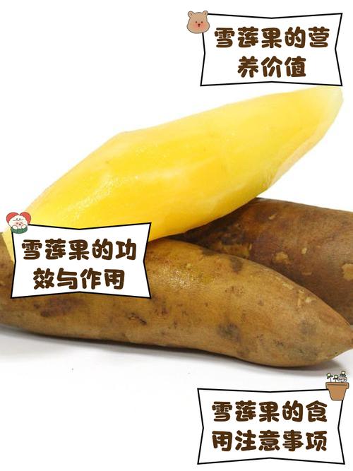 雪莲果品种有哪些？附图片辨别指南。-图2