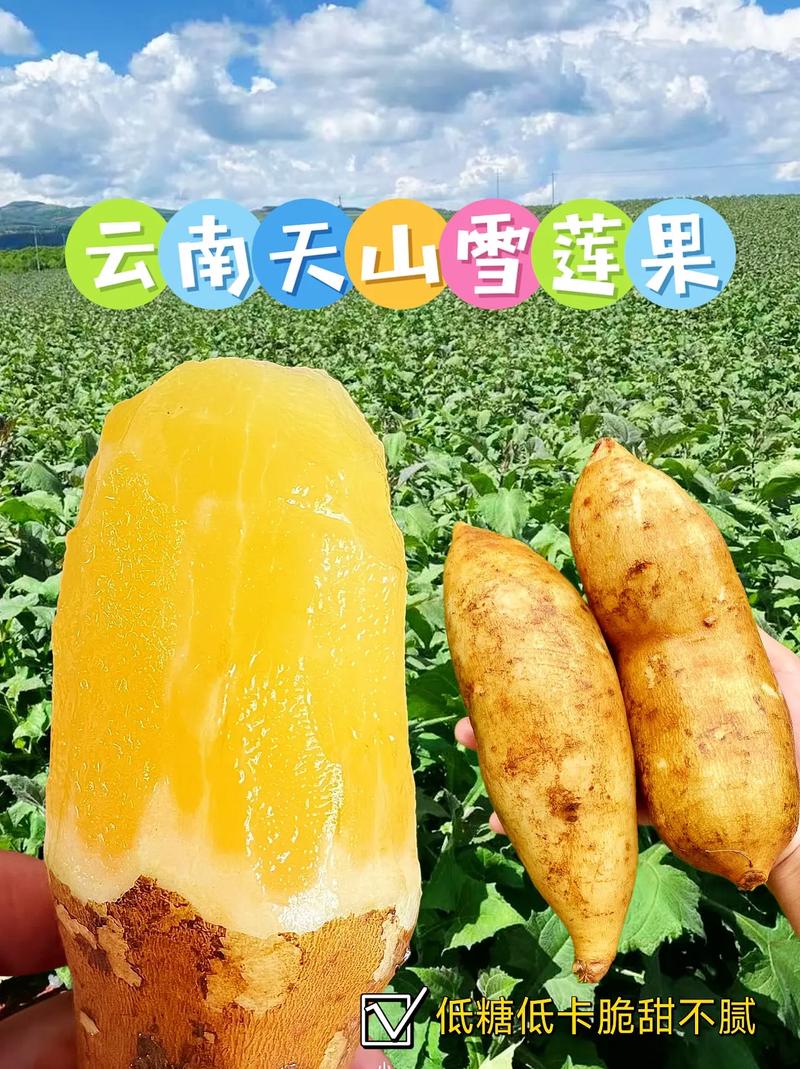 雪莲果品种有哪些？附图片辨别指南。-图3