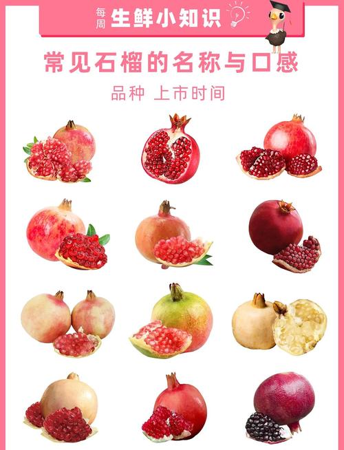 石榴品种知多少？-图3