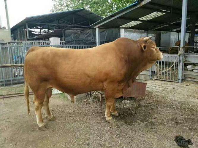 广西适合养哪些牛品种？-图1