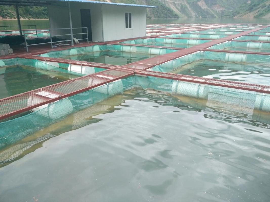 网箱养鲤鱼技术视频有哪些关键点？-图1