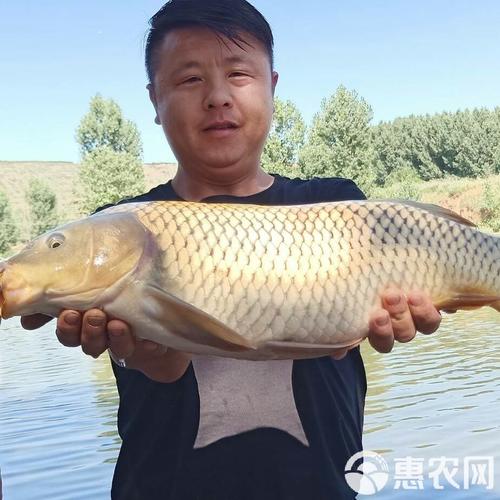 网箱养鲤鱼技术视频有哪些关键点？-图2