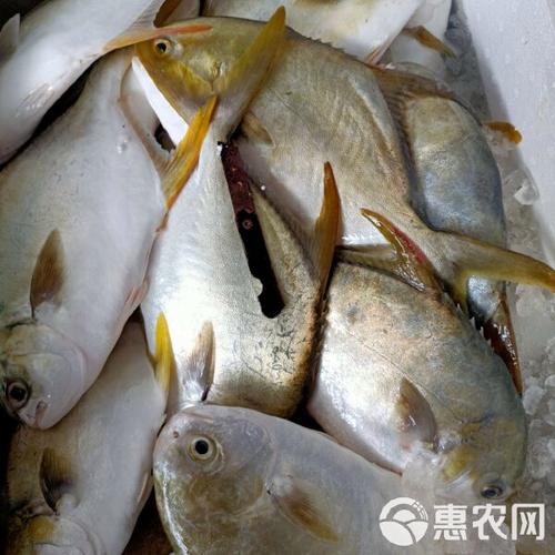 网箱养鲤鱼技术视频有哪些关键点？-图3