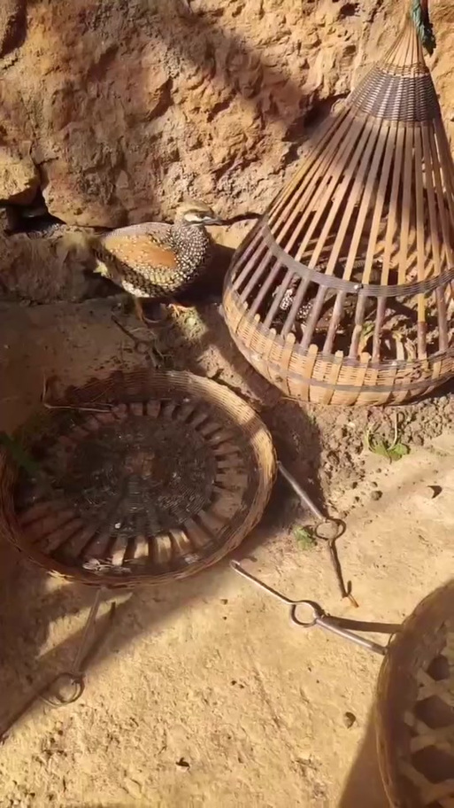 中华鹧鸪人工养殖技术难点有哪些？-图1