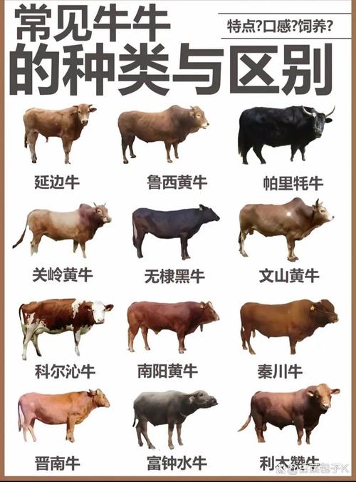 肉牛品种选啥好？-图3