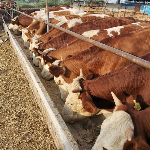 肉牛品种选啥好？-图2