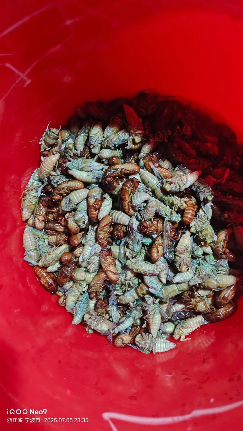 2025年知了猴价格会涨还是跌？-图1