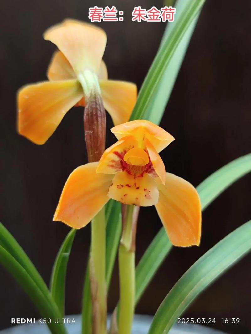 黄金荷是何种兰花品种？-图2