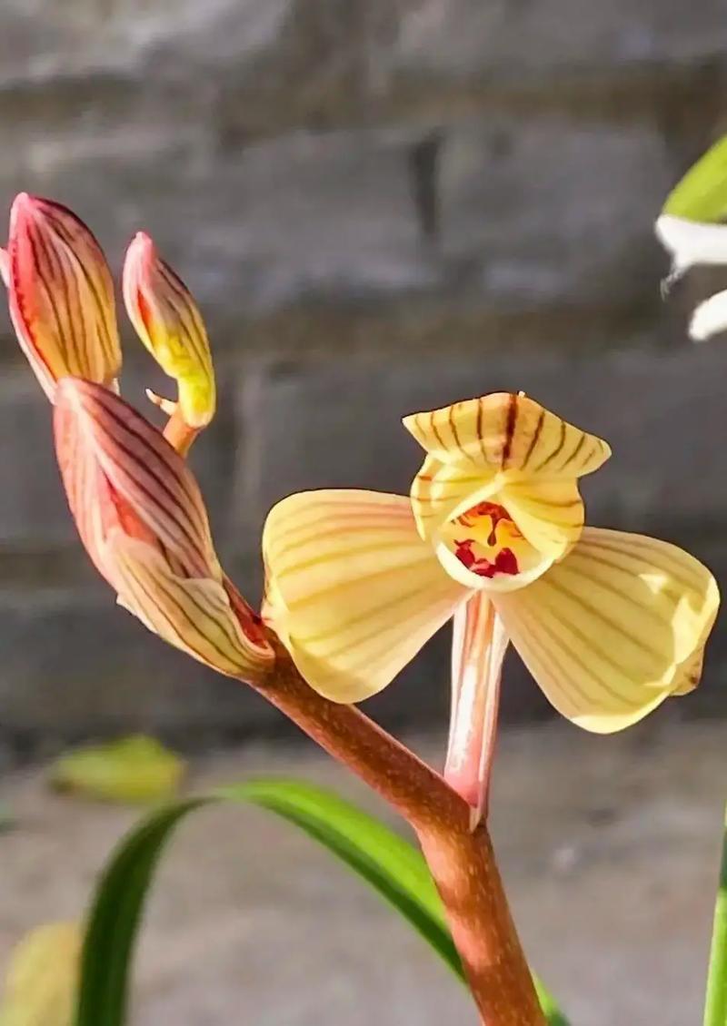 黄金荷是何种兰花品种？-图1