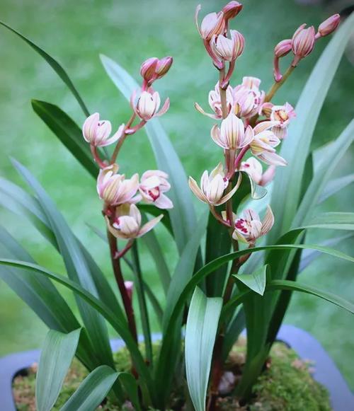 黄金荷是何种兰花品种？-图3