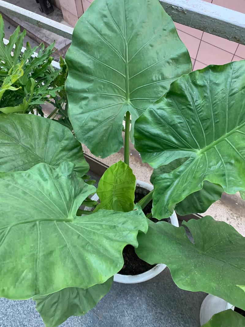 滴水观音切断繁殖技术-图3