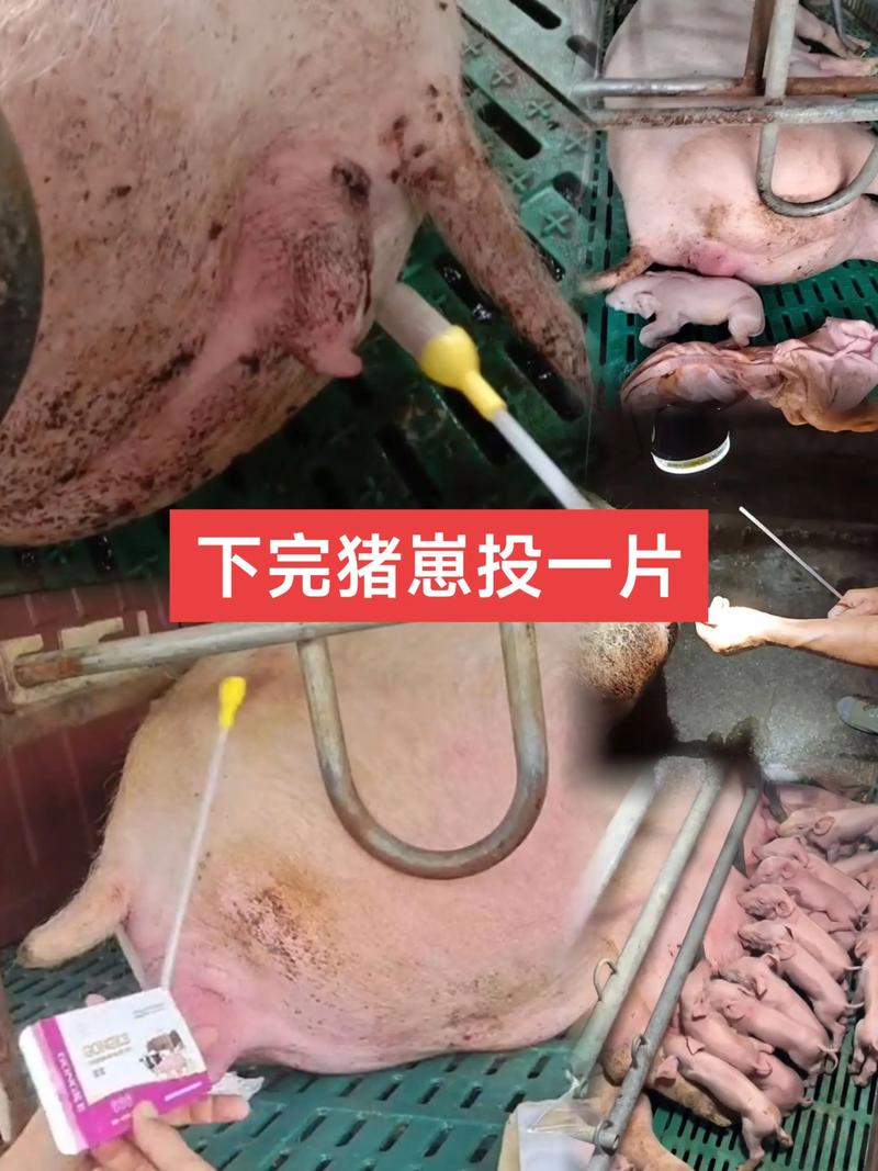 养猪技术视频哪里下载？-图2