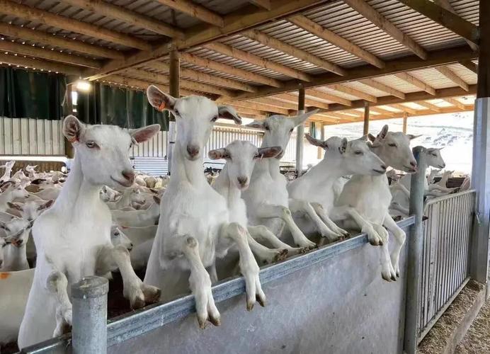 山羊养殖关键技术有哪些？-图2