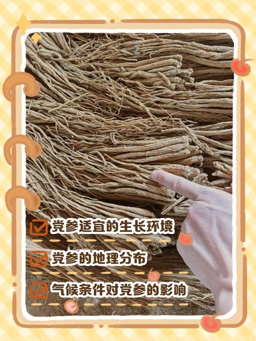 党参种植技术有哪些关键步骤？-图1