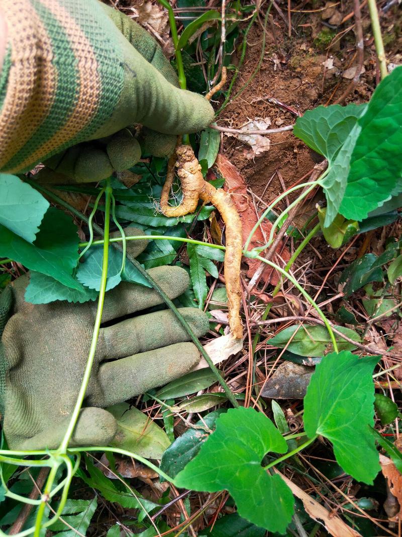 党参种植技术有哪些关键步骤？-图3