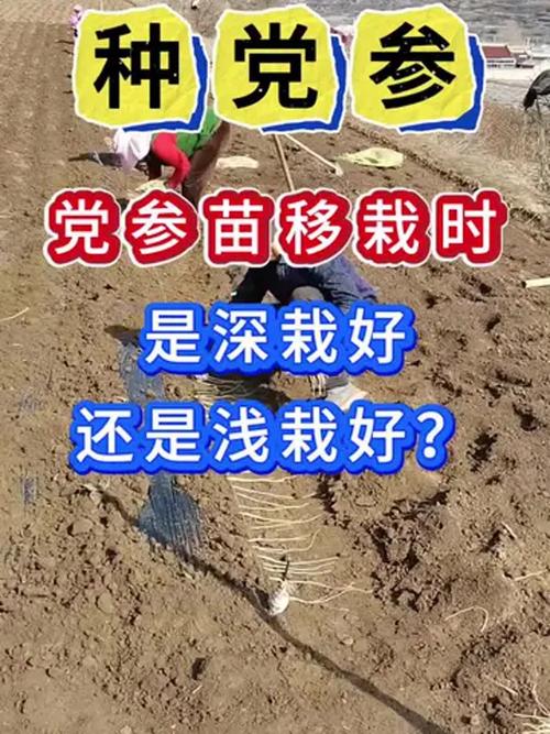 党参种植技术有哪些关键步骤？-图2