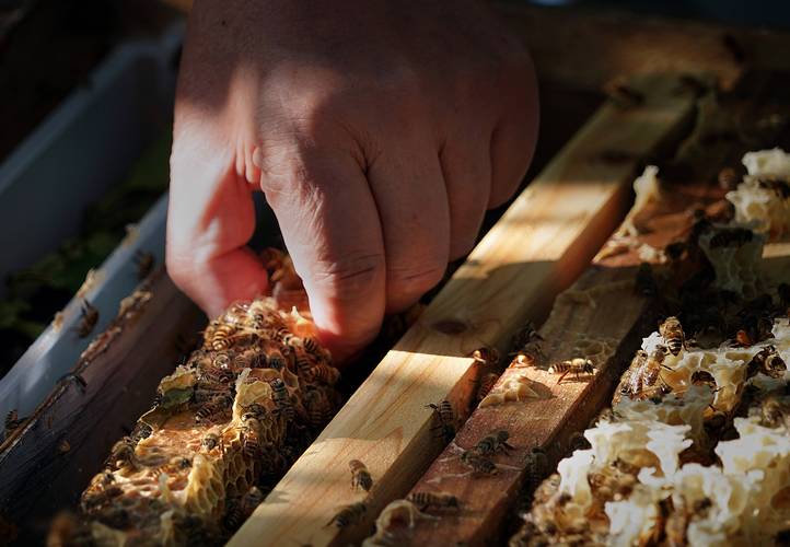 传统养蜂技术视频大全，能学到哪些实用技巧？-图1