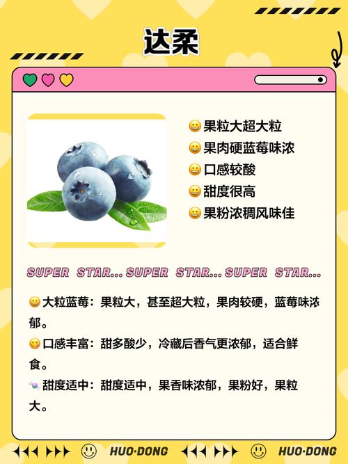 北高丛蓝莓品种哪个最优？-图1