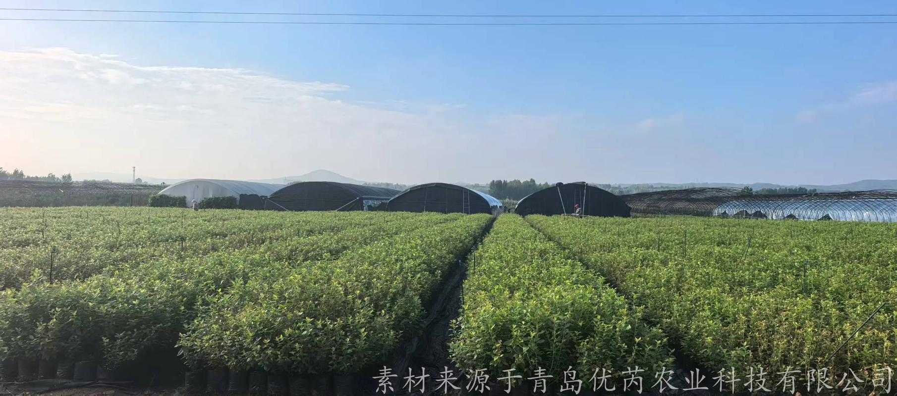 北高丛蓝莓品种哪个最优？-图2