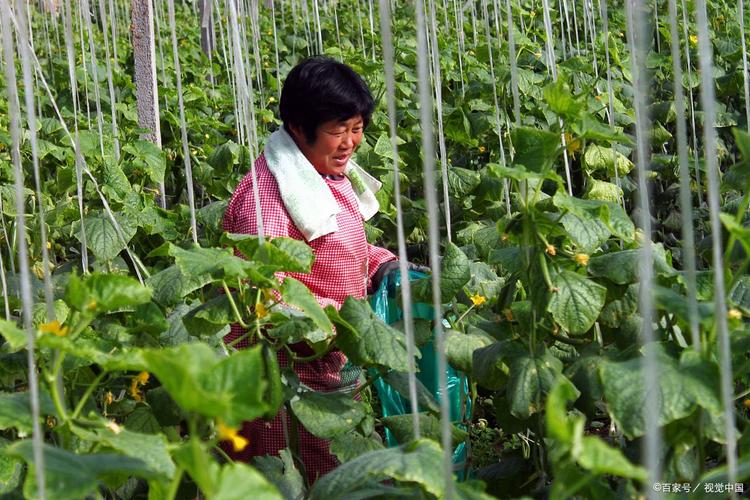 大包黄瓜管理技术视频有哪些要点？-图1