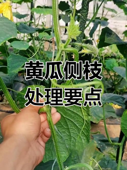 大包黄瓜管理技术视频有哪些要点？-图2